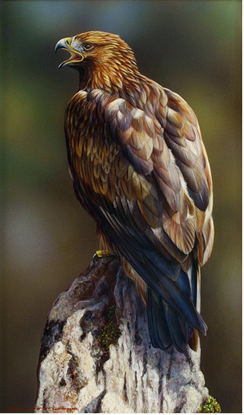 Eagle 