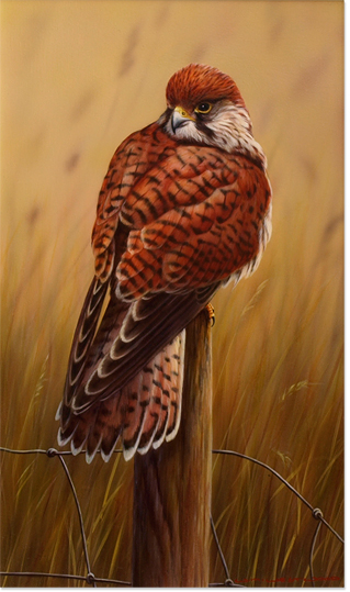 Kestral 