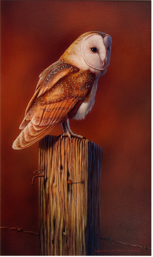Barn Owl 
