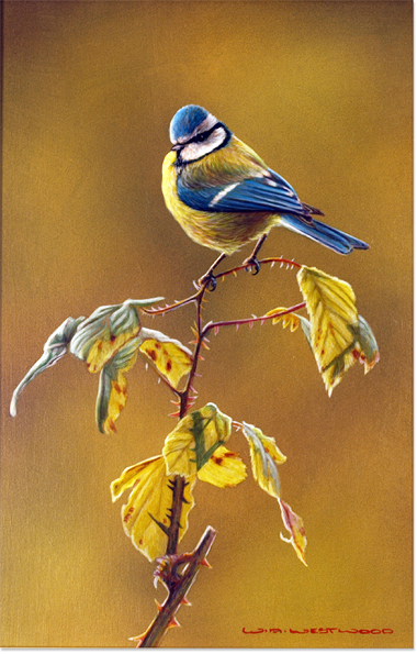 Bluetit 