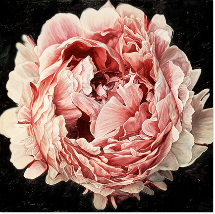 Pink Peony 2, Forty Hall