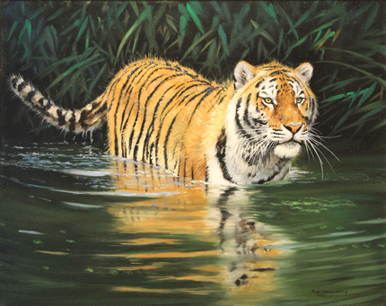 Tiger in Water