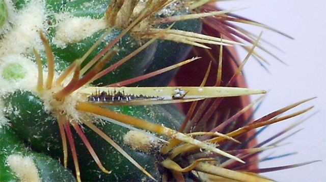 Paints on Butterfly Wings,snail shell, lemon peel, coffee beans