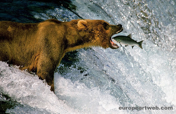 The world's top wildlife photographer 