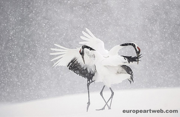 The world's top wildlife photographer 